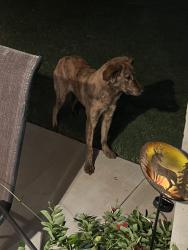 Reunited Unknown Dog last seen 75th St S and 86th E Pl, Tulsa, OK 74133