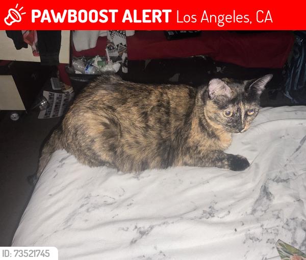 Lost Female Cat last seen 91st and Wadsworth, Los Angeles, CA 90002
