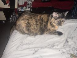 Lost Female Cat last seen 91st and Wadsworth, Los Angeles, CA 90002