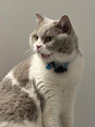 Reunited Male Cat last seen Lanier High School, Buford, GA 30518