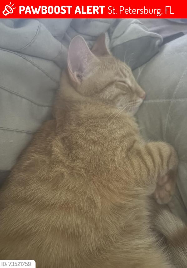 Lost Male Cat last seen 50th Ave N & 22nd St N, St. Petersburg, FL 33714