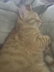 Lost Male Cat last seen 50th Ave N & 22nd St N, St. Petersburg, FL 33714