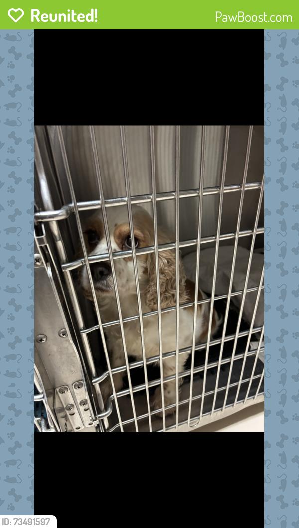 Reunited Female Dog last seen Brookmeade st Frayser, Memphis, TN 38127