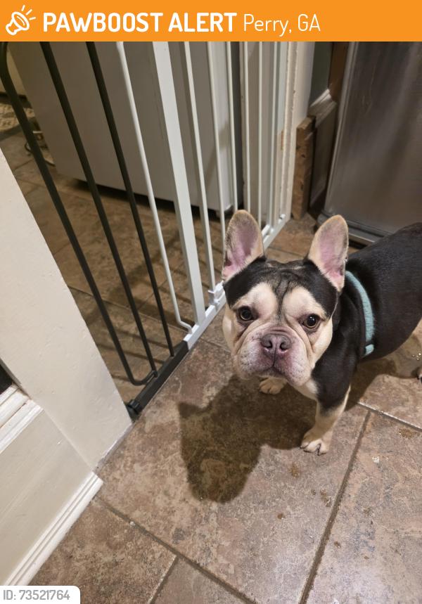 Found/Stray Male Dog last seen 3rd and Swift st, Perry, GA 31069