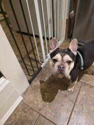 Found/Stray Male Dog last seen 3rd and Swift st, Perry, GA 31069