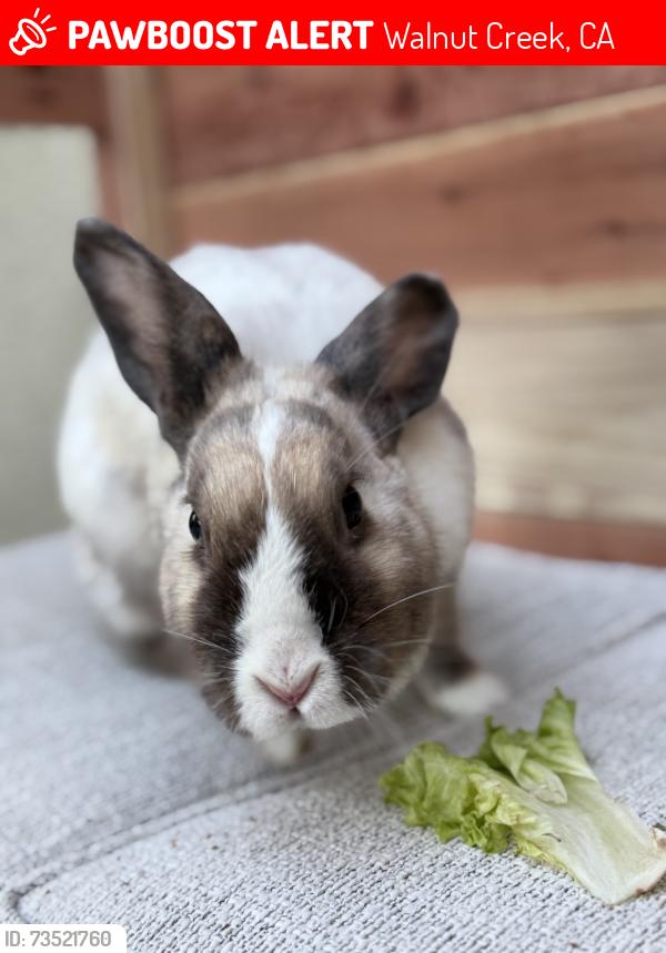 Deceased Female Rabbit last seen Brian Ranch Ct, Walnut Creen, Walnut Creek, CA 94598