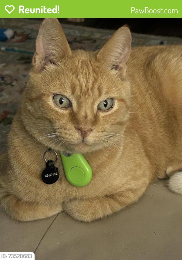Reunited Male Cat last seen Northlawn and Westlawn, East Lansing, MI 48823