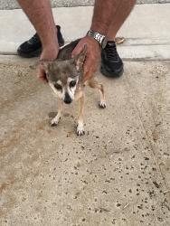 Reunited Female Dog last seen Near, Rosamond, CA 93560