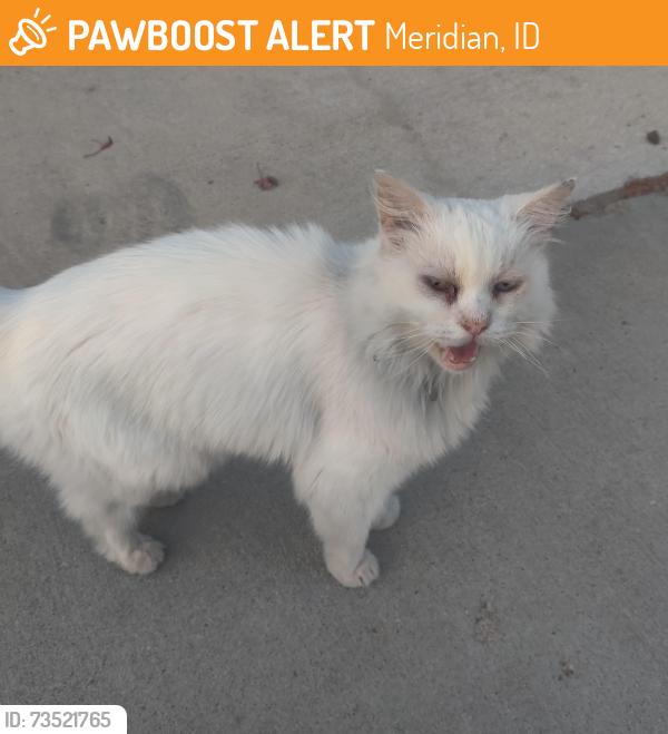 Found/Stray Unknown Cat last seen McMillan Road, N Weston Ave, N Diamond Creek Ave, Meridian, ID 83646