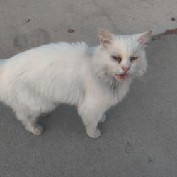 Found/Stray Unknown Cat last seen McMillan Road, N Weston Ave, N Diamond Creek Ave, Meridian, ID 83646
