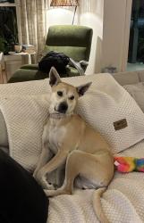 Lost Female Dog last seen Webb Chapel & Veronica, Farmers Branch, TX 75234