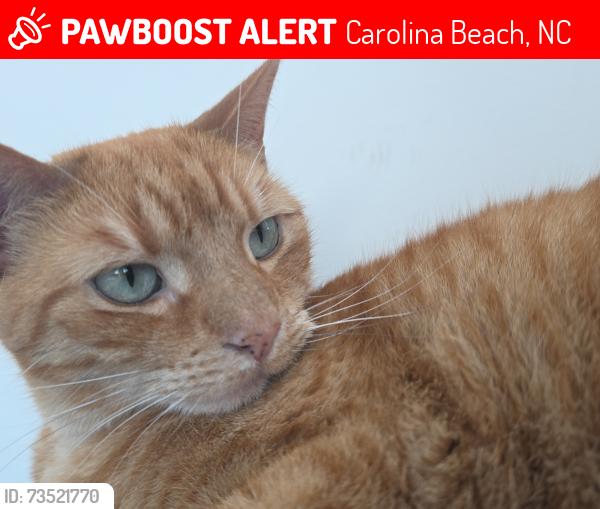 Lost Female Cat last seen last seen right across the street from proximity, Carolina Beach, NC 28428