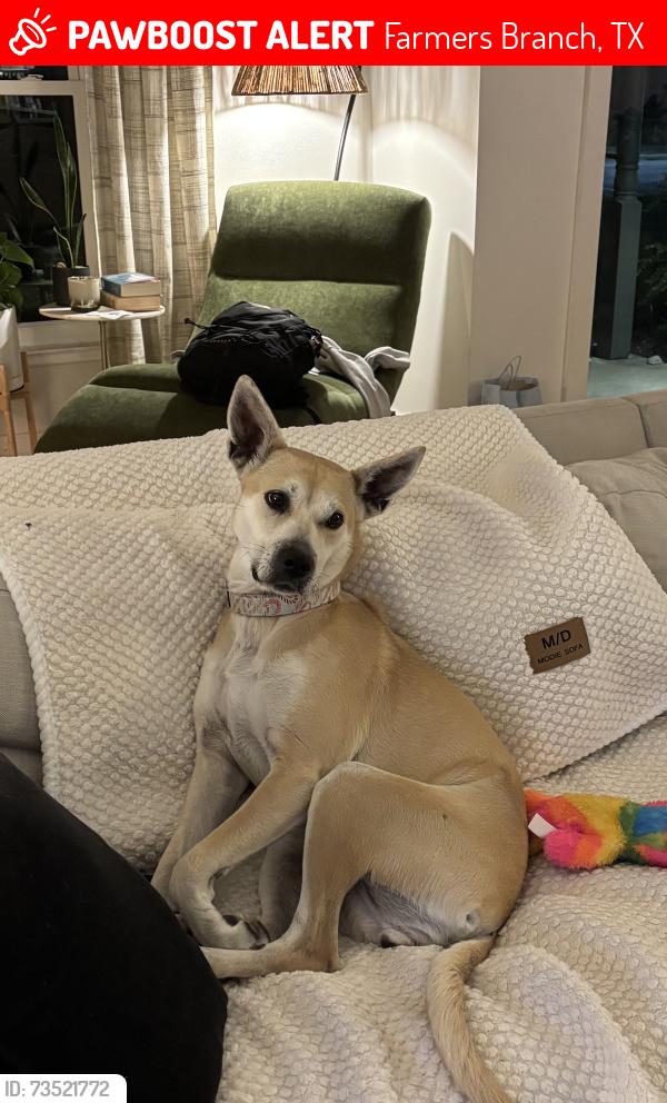 Lost Female Dog last seen Webb Chapel & Veronica, Farmers Branch, TX 75234