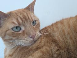 Lost Female Cat last seen last seen right across the street from proximity, Carolina Beach, NC 28428