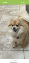 Reunited Female Dog last seen Grand ave, Goldenrod, FL 32792