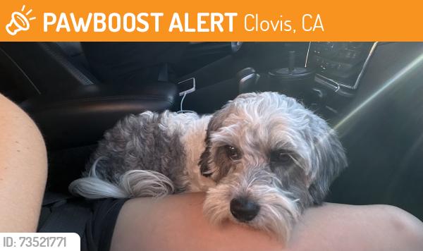 Found/Stray Unknown Dog last seen Gettysburg and Fowler, Clovis, CA 93611