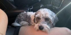 Found/Stray Unknown Dog last seen Gettysburg and Fowler, Clovis, CA 93611