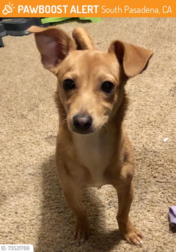 Found/Stray Unknown Dog last seen Trader Joe’s South Pasadena, South Pasadena, CA 91030