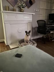 Reunited Male Dog last seen Near Main Street graniteville, Graniteville, SC 29829