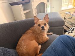 Found/Stray Female Dog last seen Berea High School, Berea, SC 29617
