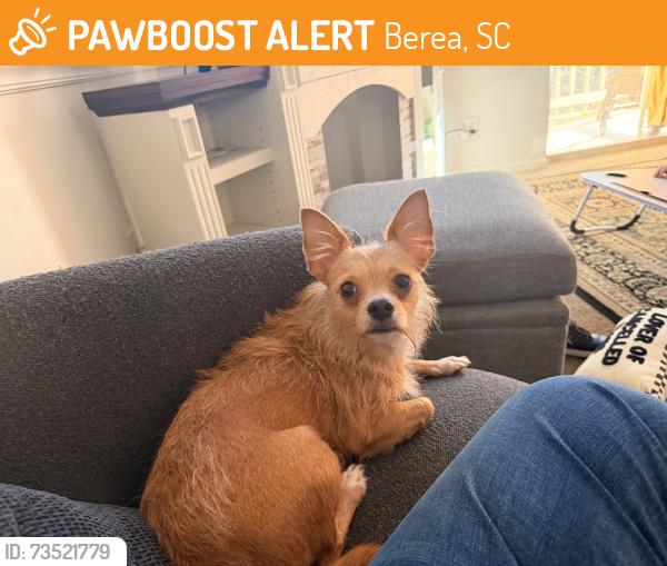 Found/Stray Female Dog last seen Berea High School, Berea, SC 29617