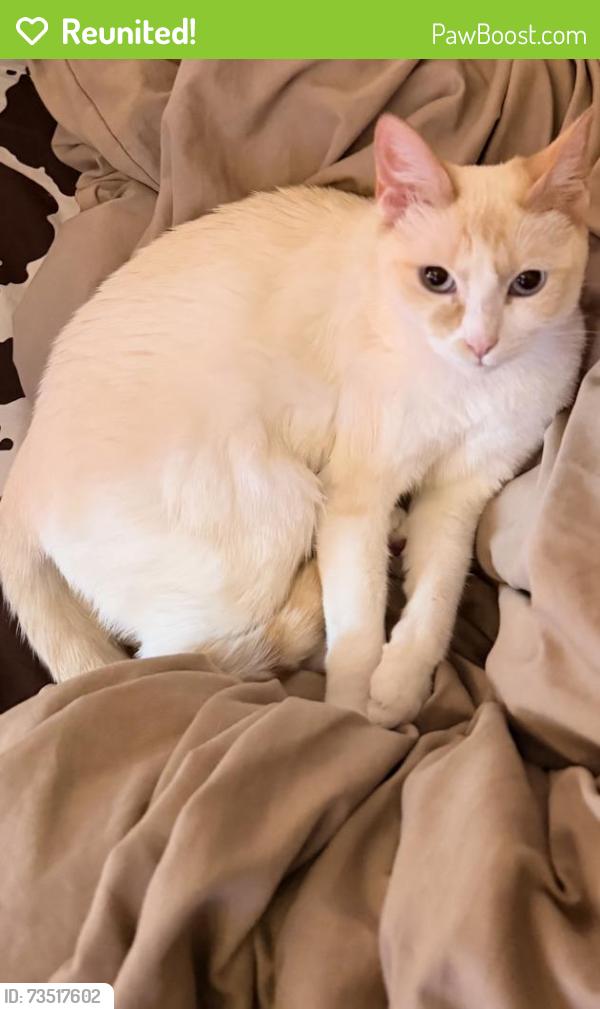 Reunited Female Cat last seen 15th and Kelly, Edmond, OK 73003