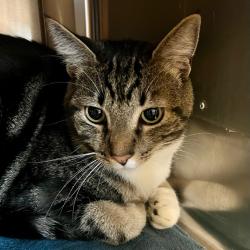 Shelter Stray Male Cat last seen , 2608 Center St, Tacoma, WA 98409, USA