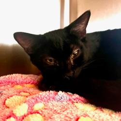 Shelter Stray Male Cat last seen , 2608 Center St, Tacoma, WA 98409, USA