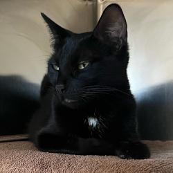 Shelter Stray Female Cat last seen , 2608 Center St, Tacoma, WA 98409, USA