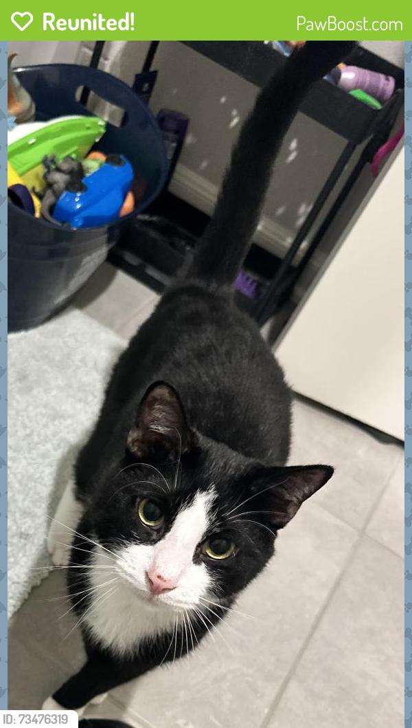 Reunited Male Cat last seen White Rock Dr., San Antonio, TX 78245