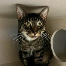 Shelter Stray Male Cat last seen , 2608 Center St, Tacoma, WA 98409, USA