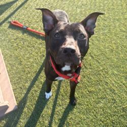 Shelter Stray Male Dog last seen , Animal Care & Control Team of Philly, 111 W Hunting Park Ave, Philadelphia, PA 19140, USA
