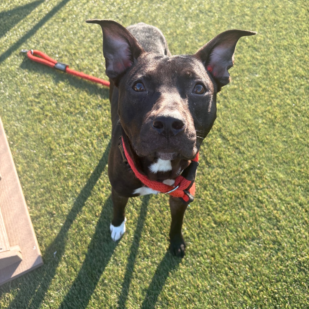 Shelter Stray Male Dog last seen , Animal Care & Control Team of Philly, 111 W Hunting Park Ave, Philadelphia, PA 19140, USA