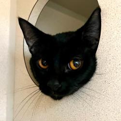 Shelter Stray Male Cat last seen , 2608 Center St, Tacoma, WA 98409, USA