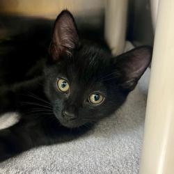 Shelter Stray Male Cat last seen , 2608 Center St, Tacoma, WA 98409, USA