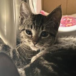 Shelter Stray Male Cat last seen , 2608 Center St, Tacoma, WA 98409, USA