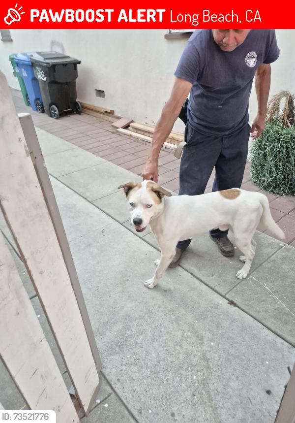 Lost Male Dog last seen Magnolia ave and 25th, Long Beach, CA 90806