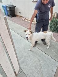 Lost Male Dog last seen Magnolia ave and 25th, Long Beach, CA 90806