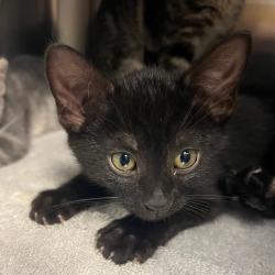 Shelter Stray Male Cat last seen , 2608 Center St, Tacoma, WA 98409, USA