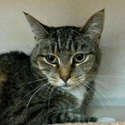 Shelter Stray Female Cat last seen , 2608 Center St, Tacoma, WA 98409, USA