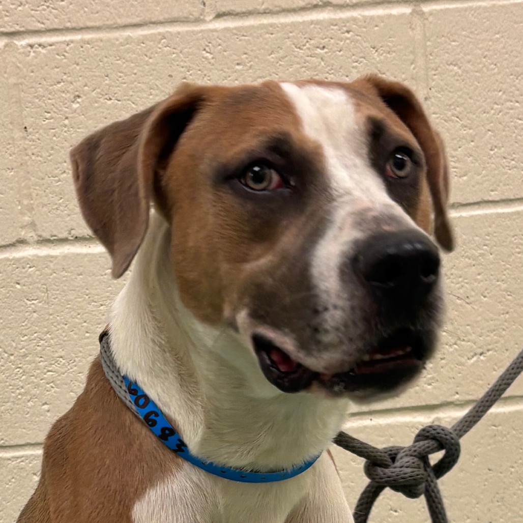 Shelter Stray Male Dog last seen , 2350 Appling City Cove, Memphis, TN 38133, USA