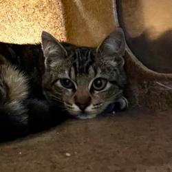 Shelter Stray Female Cat last seen , 2608 Center St, Tacoma, WA 98409, USA