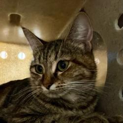 Shelter Stray Female Cat last seen , 2608 Center St, Tacoma, WA 98409, USA