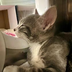 Shelter Stray Male Cat last seen , 2608 Center St, Tacoma, WA 98409, USA