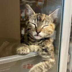 Shelter Stray Female Cat last seen , 2608 Center St, Tacoma, WA 98409, USA