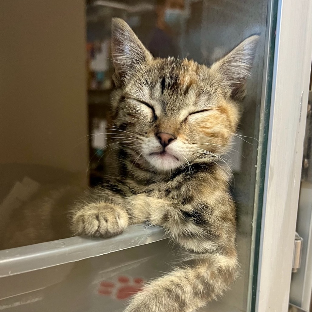 Shelter Stray Female Cat last seen , 2608 Center St, Tacoma, WA 98409, USA