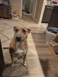 Reunited Female Dog last seen Providence Hills, Matthews, NC 28105