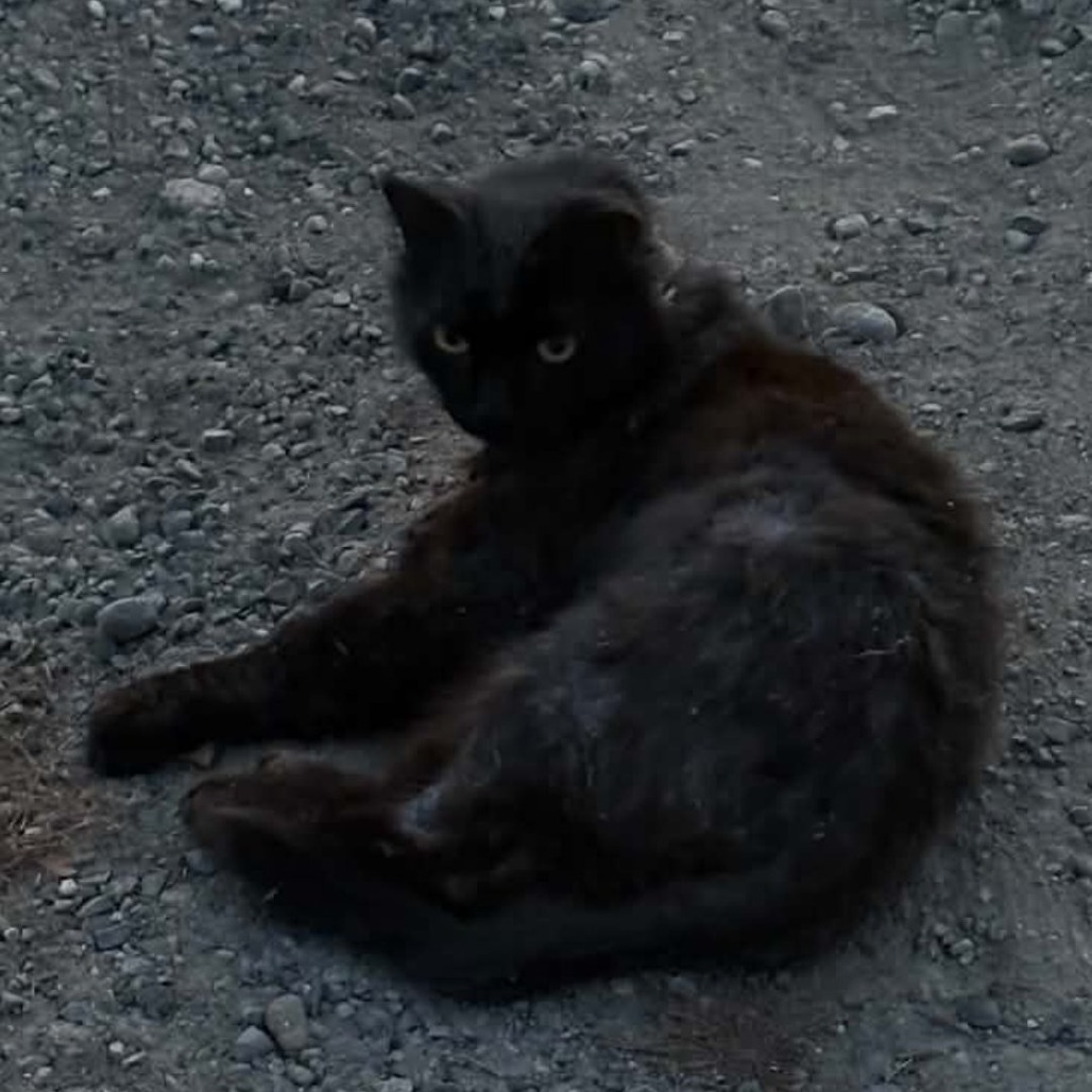 Shelter Stray Male Cat last seen , 2608 Center St, Tacoma, WA 98409, USA