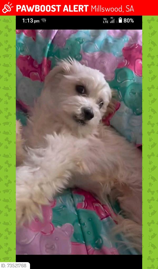 Lost Male Dog last seen Clarence Park TrainStation, Millswood, SA 5034
