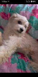 Lost Male Dog last seen Clarence Park TrainStation, Millswood, SA 5034